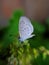 Â the pale grass blue, is a small butterfly found in South Asia that belongs to the lycaenids or blues family in indian village